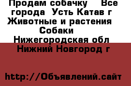 Продам собачку  - Все города, Усть-Катав г. Животные и растения » Собаки   . Нижегородская обл.,Нижний Новгород г.